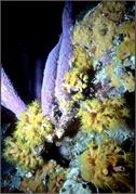 Bonaire 12